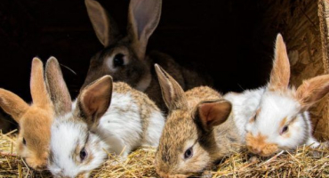 Diy stavba králíkárny